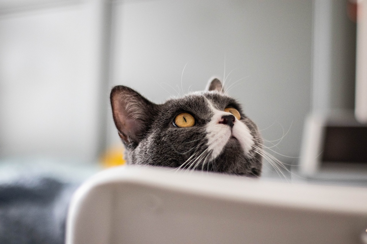 The Emotional Impact of Adopting a Rescue Cat